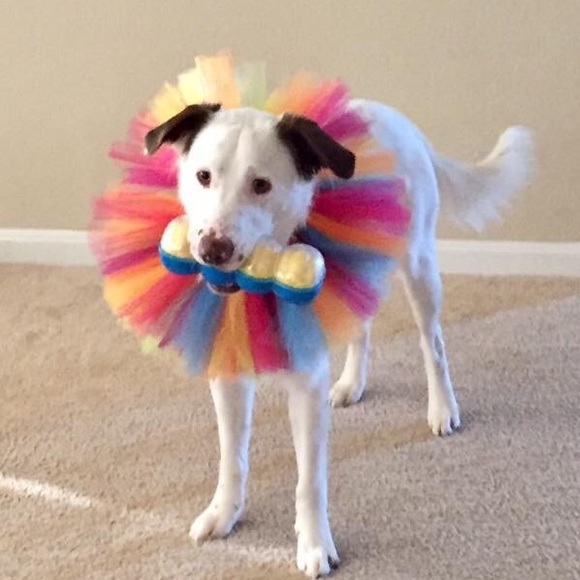 Meet your Posher, Stacy - Picture 3 of 6